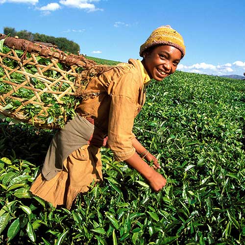 DE LAS TIERRAS ALTAS AL SUR