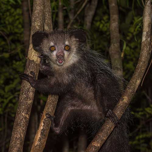 EN BUSCA DEL AYE-AYE