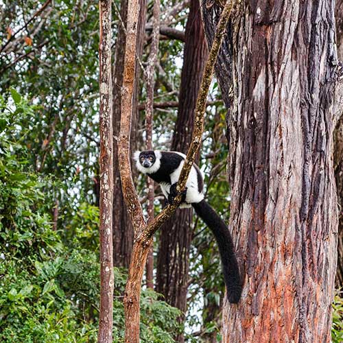 SAFARI LÉMURES Y BAOBABS